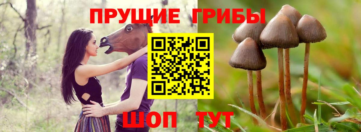 Псилоцибиновые грибы GOLDEN TEACHER Магадан